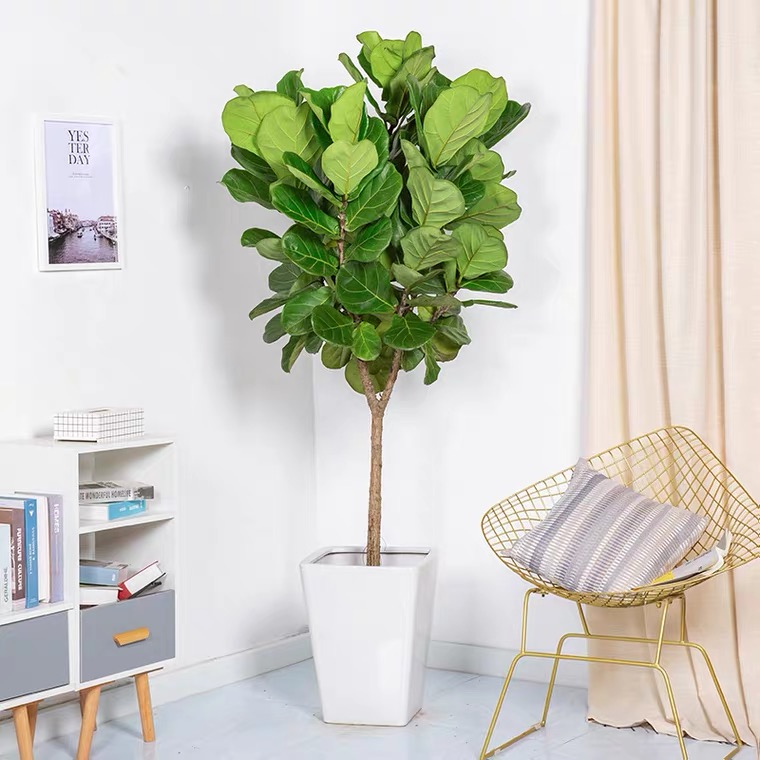 How to Grow Fiddle Leaf Fig