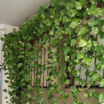 Stylish Furnishing--A Plant Curtain