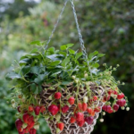 Growing Strawberry Plants in Pots