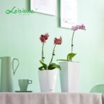 Butterfly Orchid Buying and Watering Guide