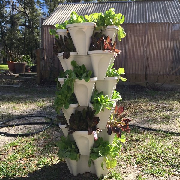 Grow Vegetables and Herbs by Yourself