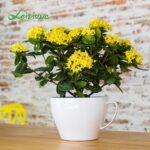 Decorative Teacup Flower Pot for Table