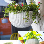 Hanging Baskets for Trailing Plants