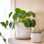 Grow Pilea in Ornamental Plant Pot