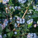 Growing Blueberries in Pots