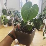 Grow Anthurium Crystallinum Indoor
