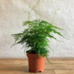 How to Grow Asparagus Ferns