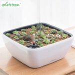 Try DIY a Mini Plant World