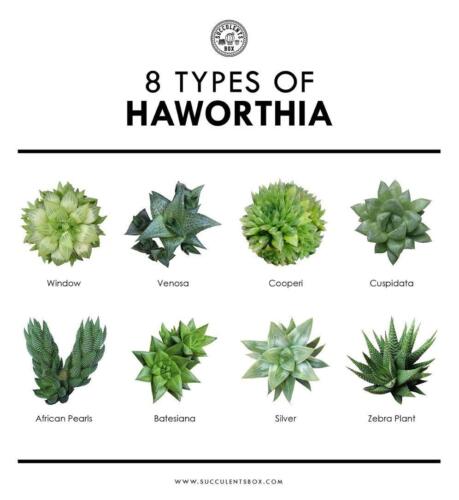 8 Types of Haworthia
